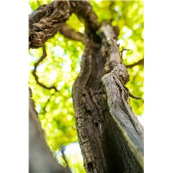 White Wine Piwi "Repanda" Solaris 2021 Roeno